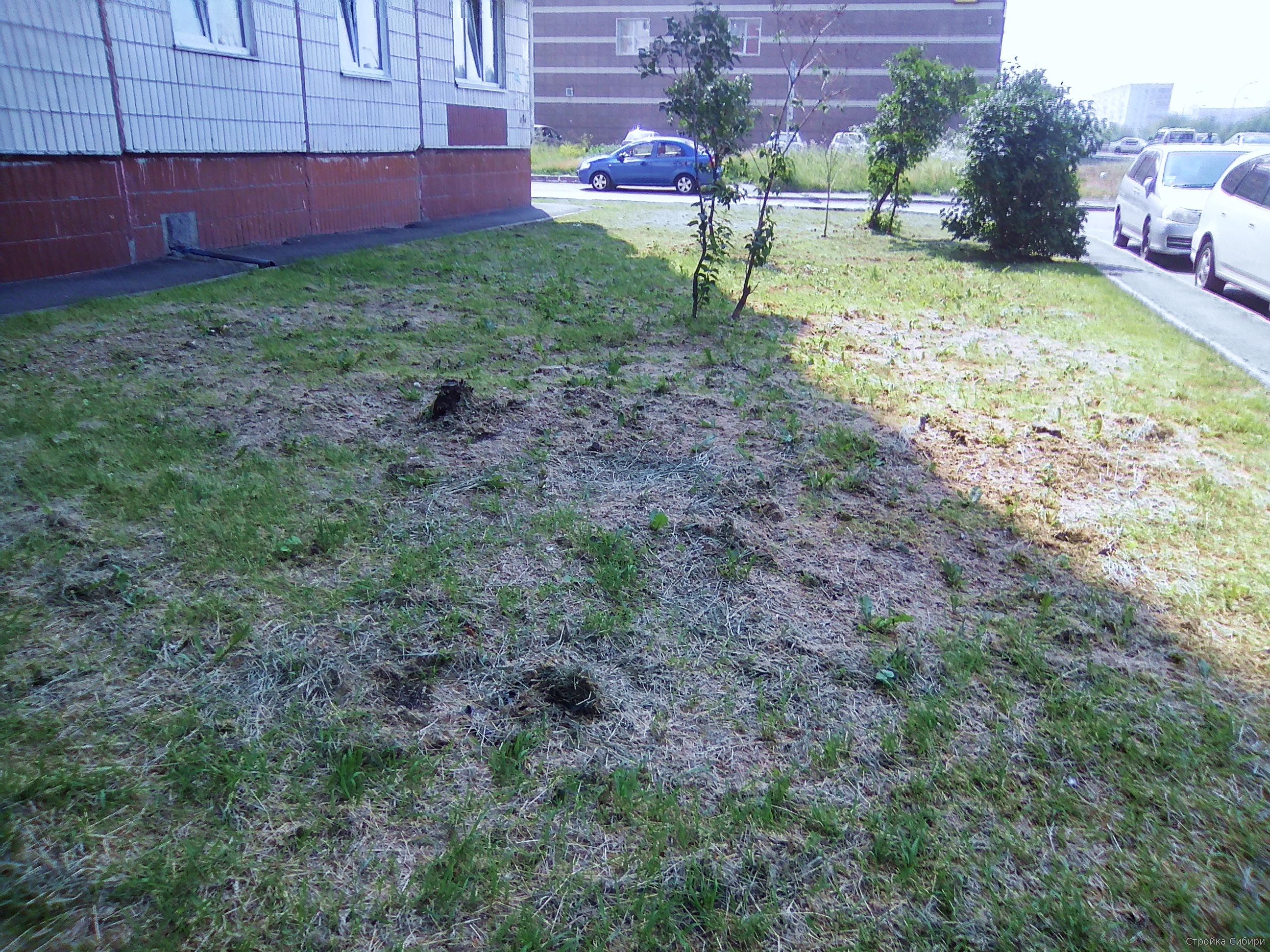 Скошенная трава лежит вечно